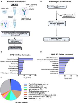 PRMT5 Interacting Partners and Substrates in Oligodendrocyte Lineage Cells